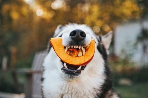 Can Dog Eat Pumpkin